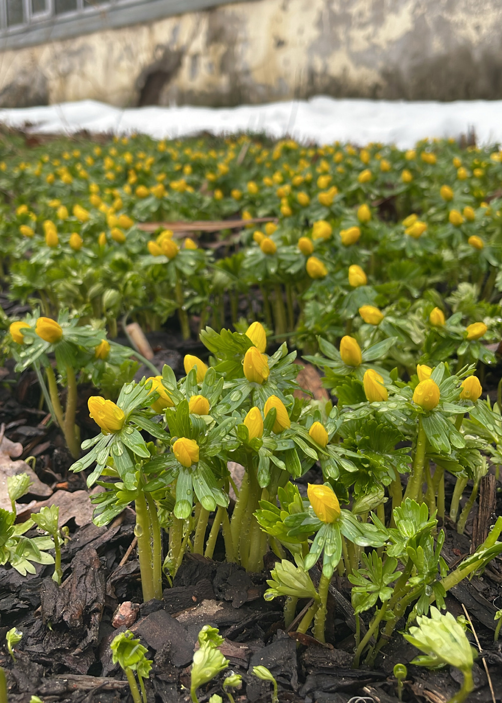 Image of Eranthis hyemalis specimen.