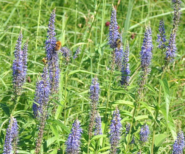 Image of Veronica longifolia specimen.