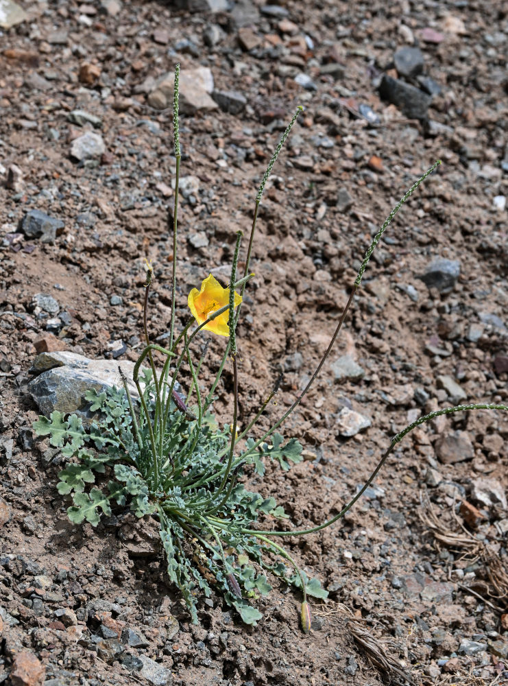 Image of Glaucium squamigerum specimen.