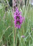 Betonica officinalis