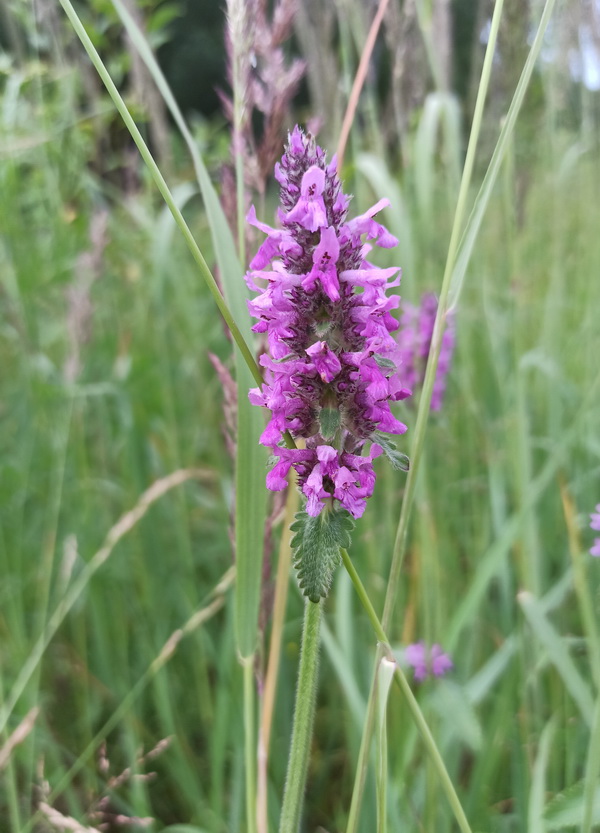 Изображение особи Betonica officinalis.