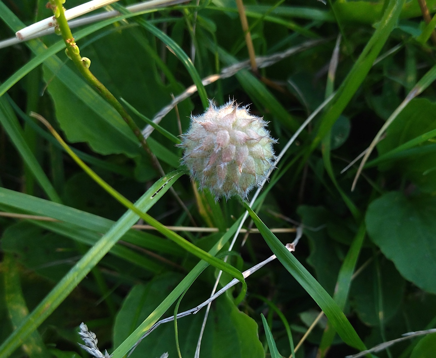 Изображение особи Trifolium fragiferum.