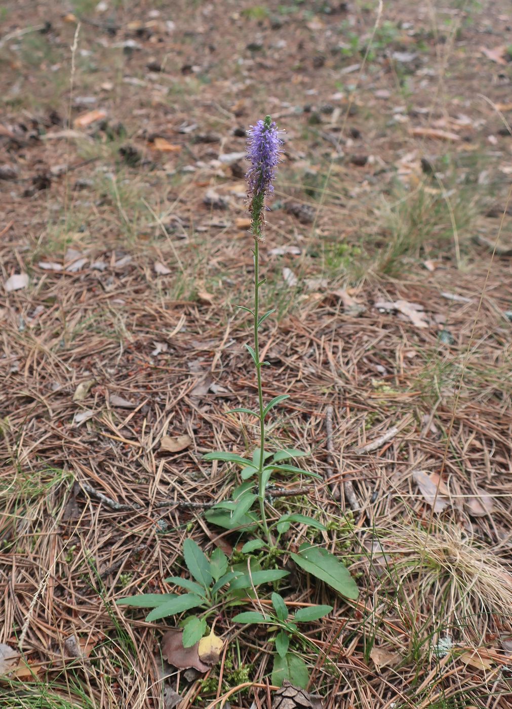 Изображение особи Veronica spicata.