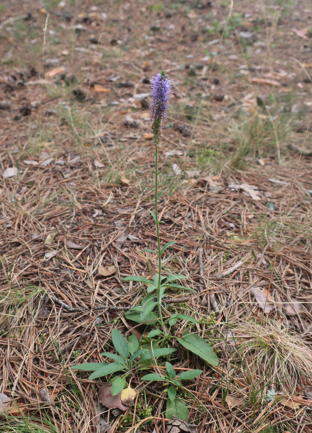 Image of Veronica spicata specimen.