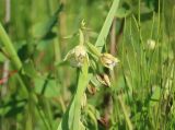 Epipactis palustris