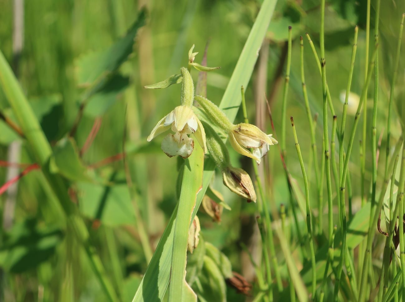 Image of Epipactis palustris specimen.