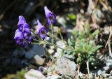 Aconitum sichotense. Соцветие. Приморский край, Ольгинский р-н, окр. пос. Тимофеевка, мыс Четырёх Скал, морское побережье, на скалах. 02.09.2022.