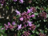 Thymus caucasicus