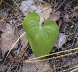 Maianthemum bifolium. Лист. Ханты-Мансийский автономный округ — Югра, Октябрьский р-н, сельское поселение Курымкары, окр. пос. Горнореченск, правый берег р. Обь, сырой смешанный лес. 05.09.2022.