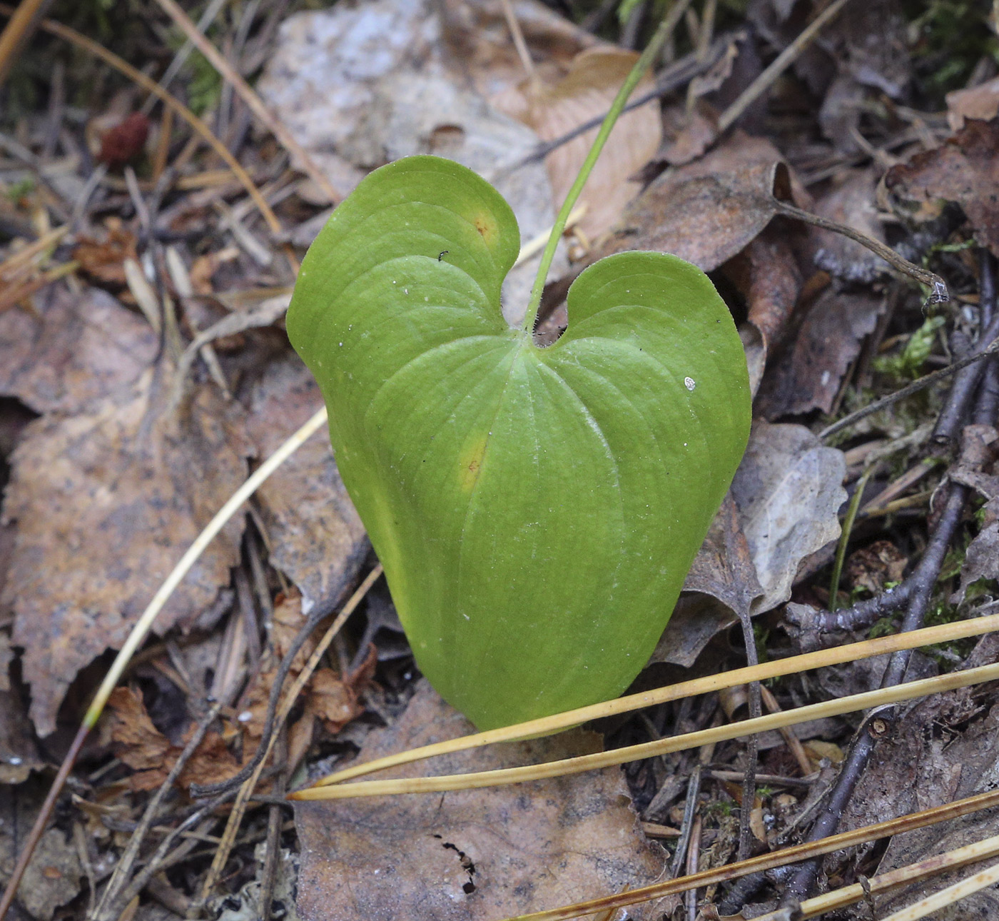 Изображение особи Maianthemum bifolium.