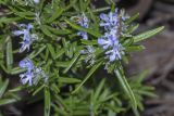 Rosmarinus officinalis