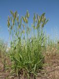 Agropyron pectinatum. Колосящееся растение. Казахстан, Юго-Восточный Каратау, перевал Куюк, ≈ 1000 м н.у.м., обочина автодороги. 25 мая 2022 г.