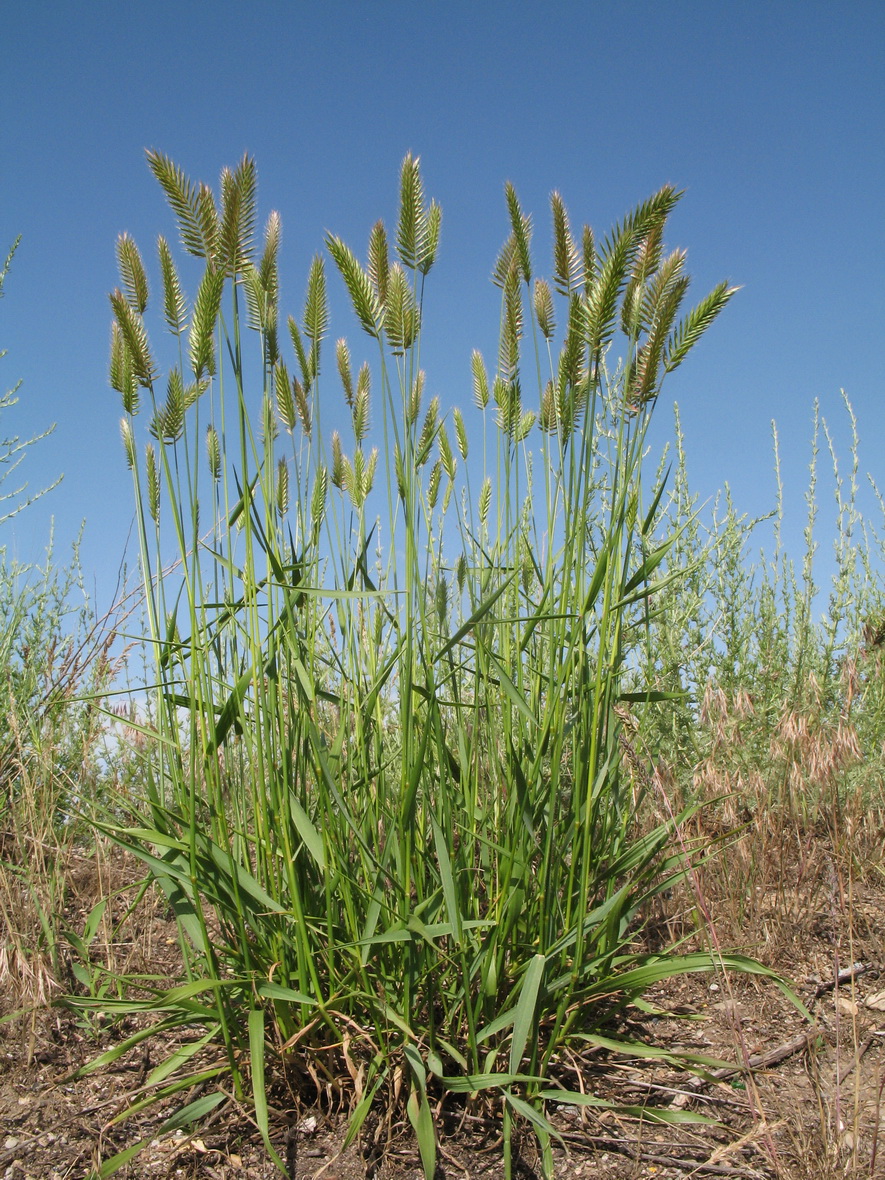 Изображение особи Agropyron pectinatum.