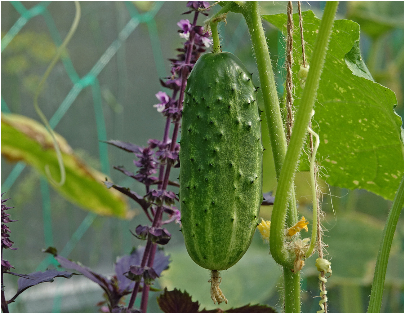 Изображение особи Cucumis sativus.