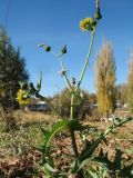 Sonchus oleraceus. Верхушка цветущего и плодоносящего растения. Казахстан, г. Тараз, долина р. Ушбулак (Карасу), дамба оз. Зербулак. 1 ноября 2022 г.