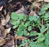 Chelidonium majus. Листья с каплями дождя. Липецкая обл., Данковский р-н, окр. с. Хитрово, кленовый лес. 6 ноября 2022 г.