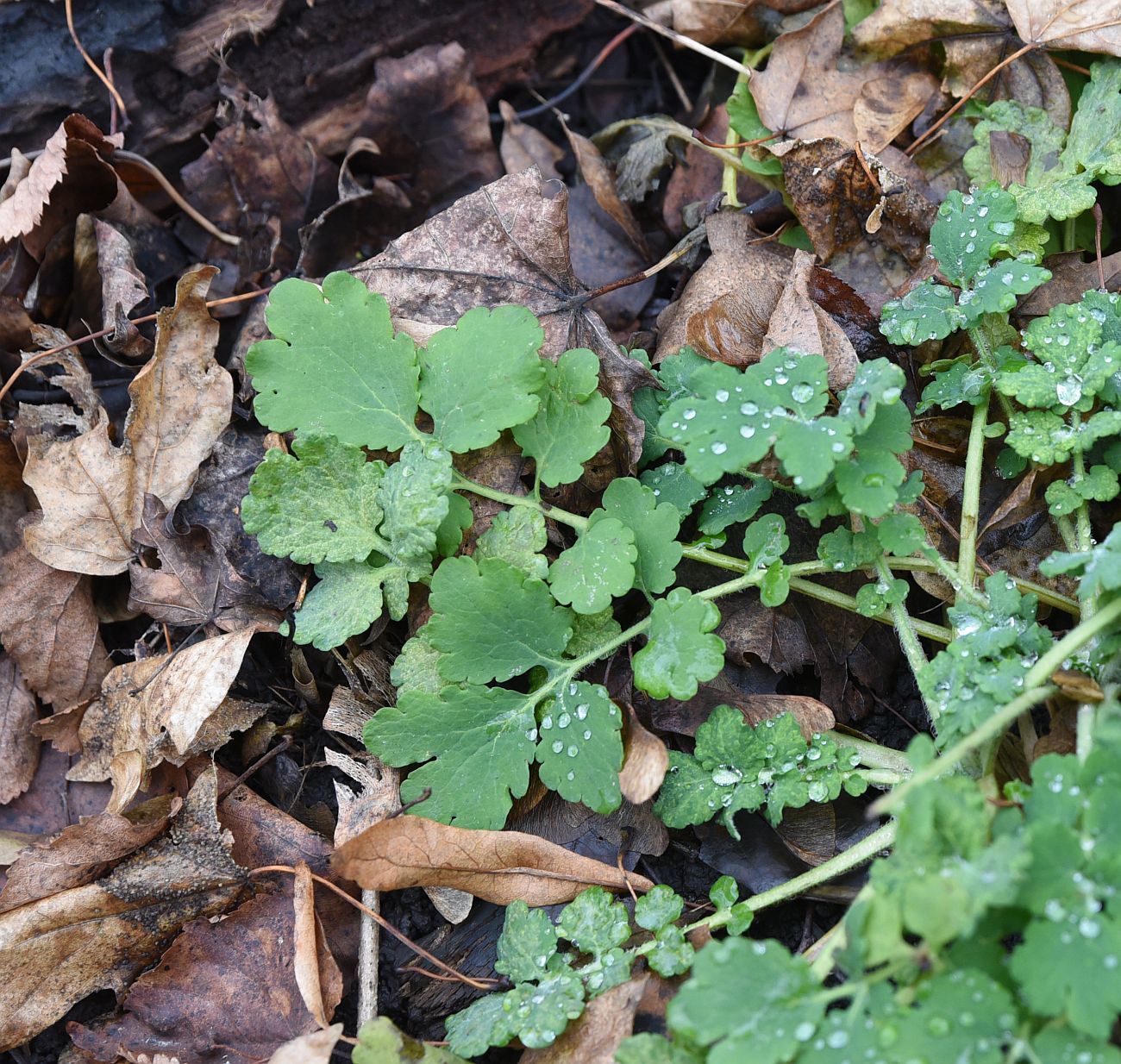 Image of Chelidonium majus specimen.