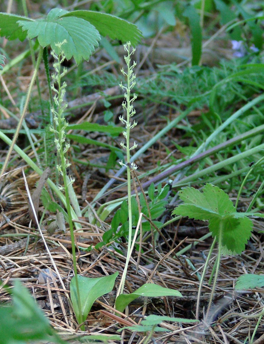 Image of Malaxis monophyllos specimen.