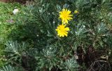 Euryops pectinatus