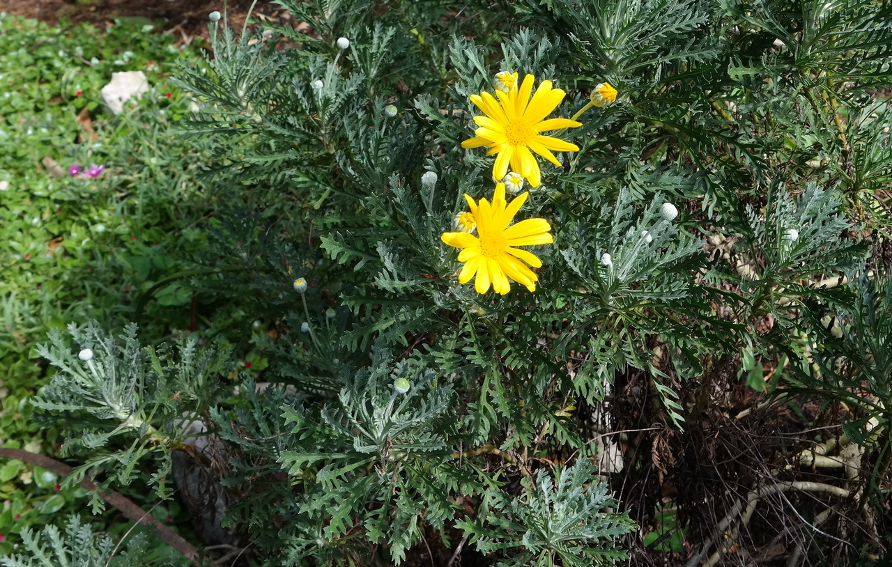 Image of Euryops pectinatus specimen.