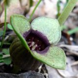 Asarum sieboldii. Цветок. Приморский край, Уссурийский район, Горнотаёжный дендрарий ДВО РАН. 23.05.2010.