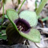 Asarum sieboldii