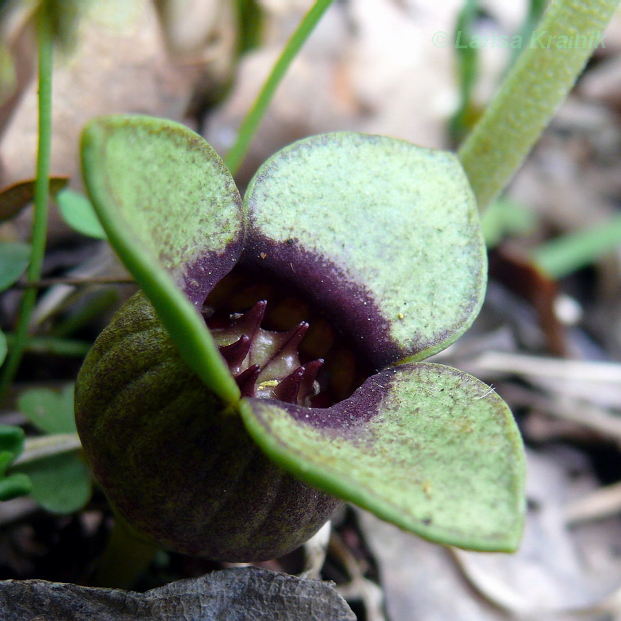 Изображение особи Asarum sieboldii.