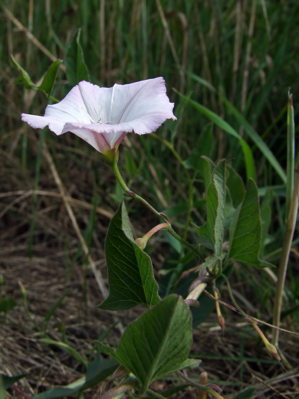 Image of Convolvulus arvensis specimen.