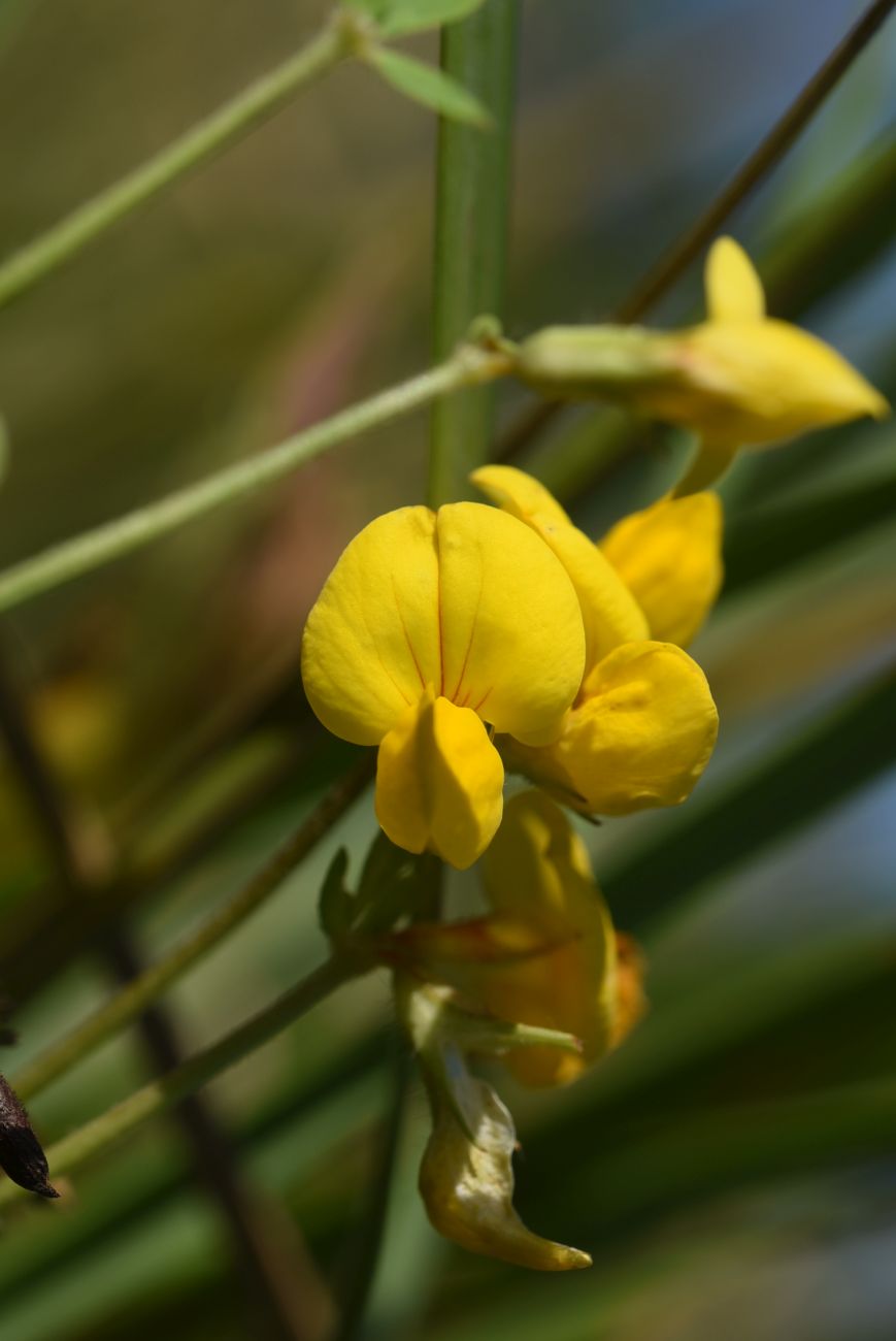 Image of genus Lotus specimen.