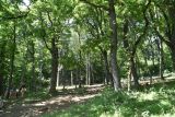genus Quercus. Вегетирующие растения. Республика Адыгея, Майкопский р-н, хр. Скалистый (Уна-Коз), край широколиственного леса. 30 июля. 2022 г.