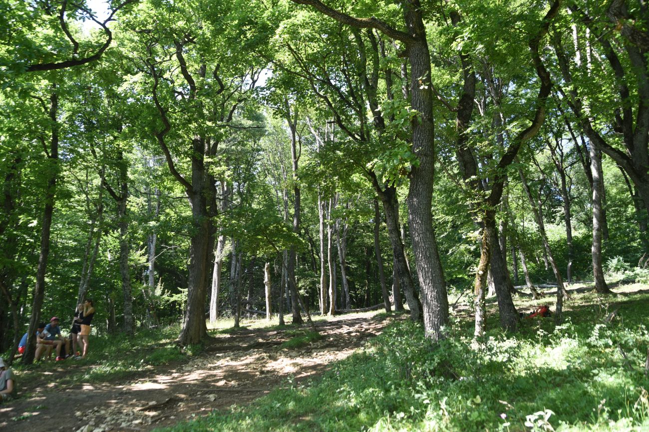 Image of genus Quercus specimen.