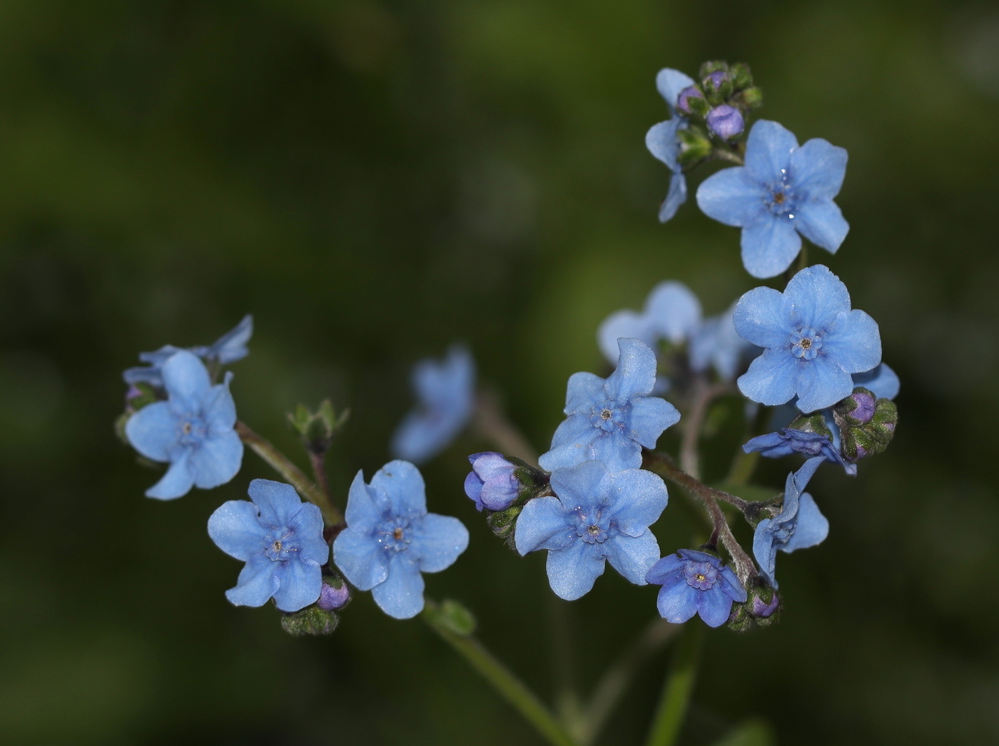 Image of Cynoglossum amabile specimen.