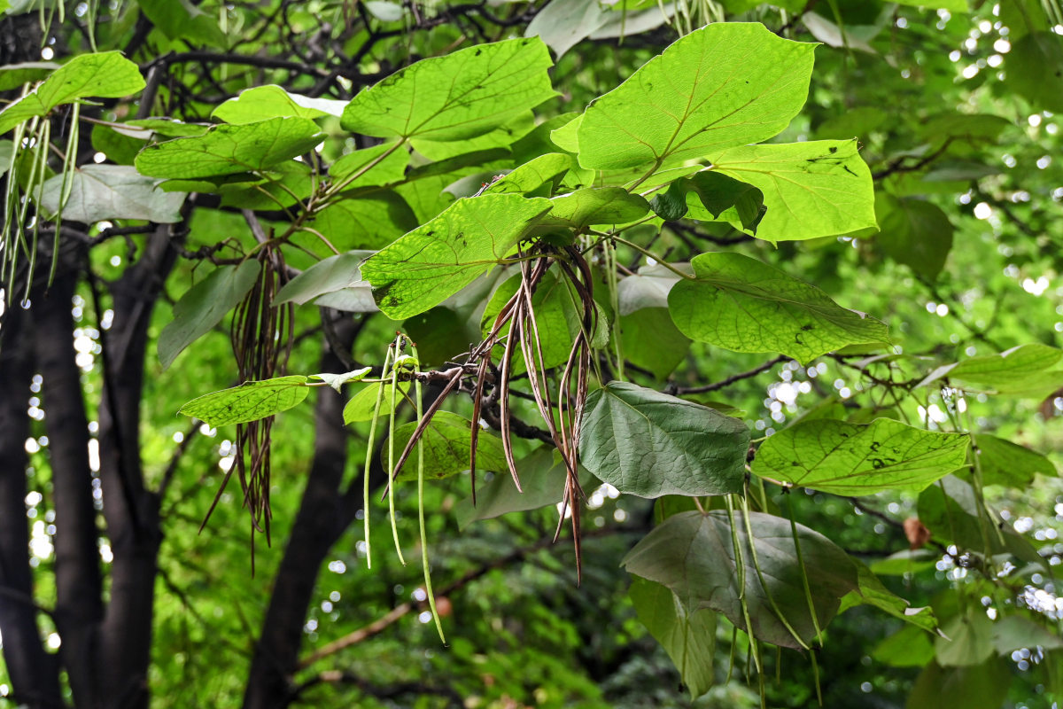 Изображение особи Catalpa ovata.