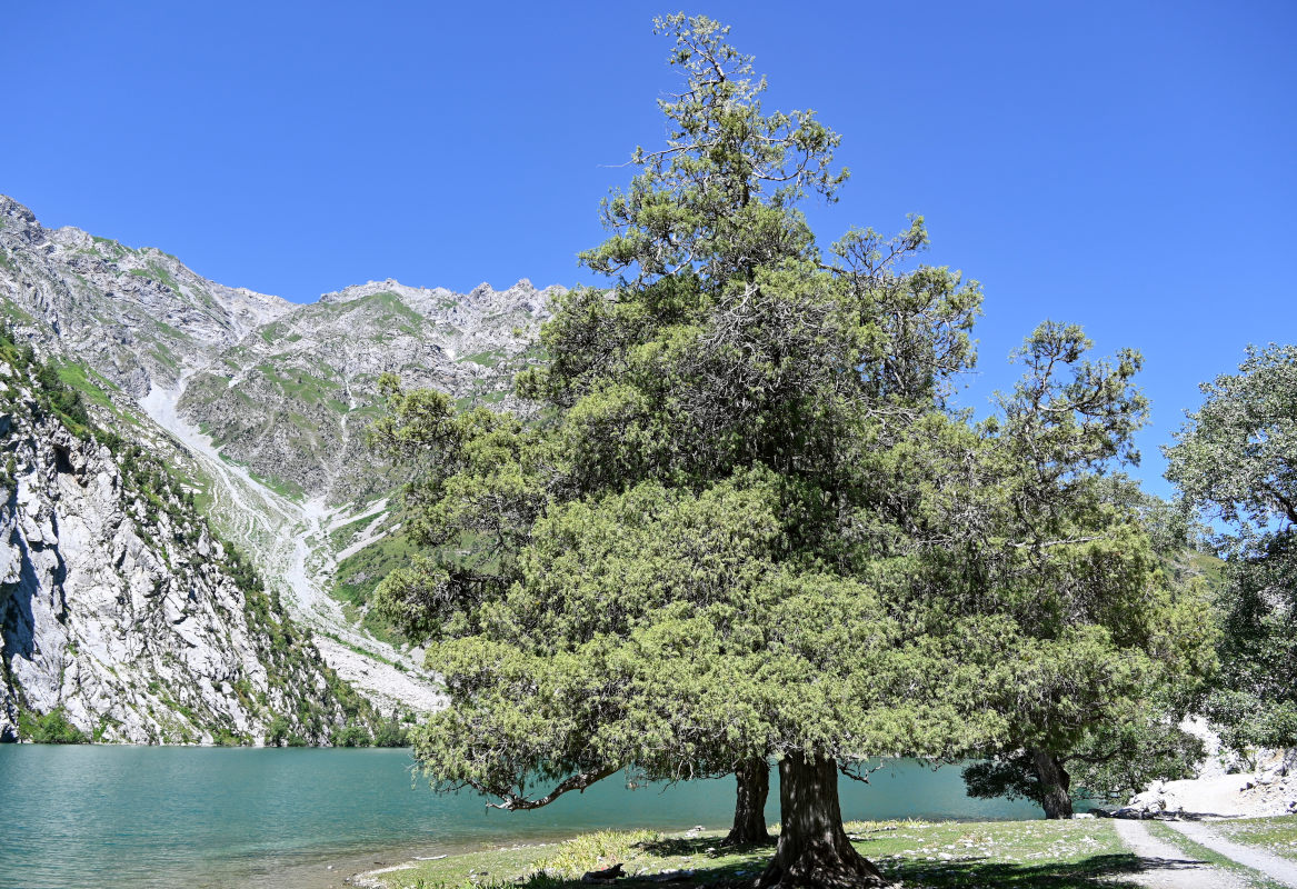 Image of genus Juniperus specimen.