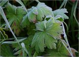 Geranium palustre