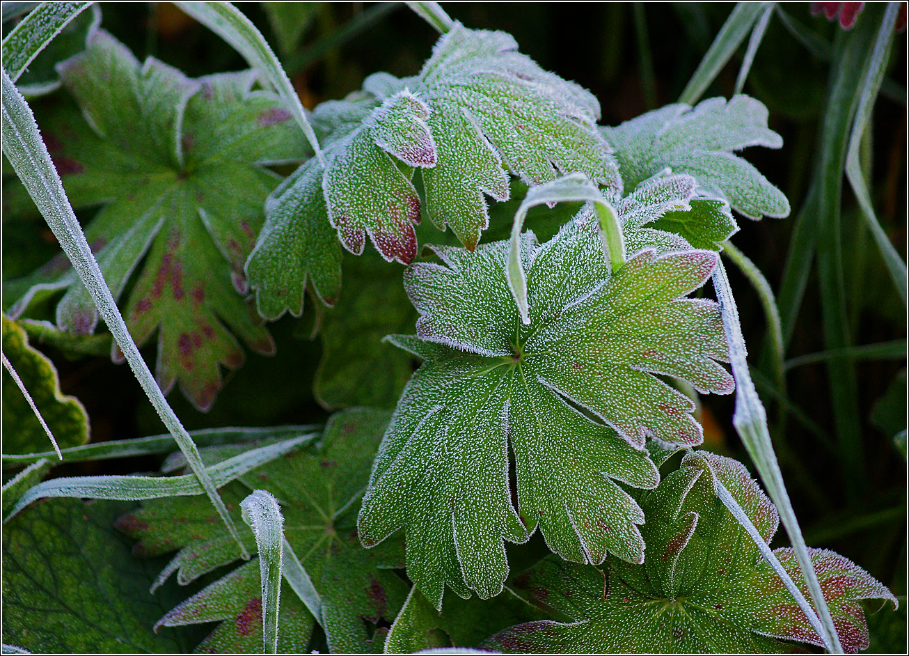 Image of Geranium palustre specimen.
