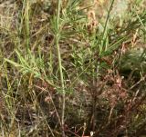 Scabiosa ochroleuca. Нижняя треть побега. Белгородская обл., окр. пос. Борисовка, остепнённый луг на склоне под дендрарием заповедника. 03.07.2010.