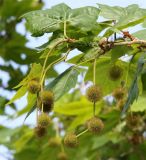 Platanus × acerifolia. Верхушка ветви с соплодиями. Краснодарский край, м/о Анапа, пос. Витязево, ул. Знойная, в озеленении. 05.06.2021.