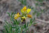 Thermopsis lanceolata. Верхушка соцветия с фуражирующим шмелём. Хакасия, Аскизский р-н, долина р. Аскиз, степь. 12.06.2022.