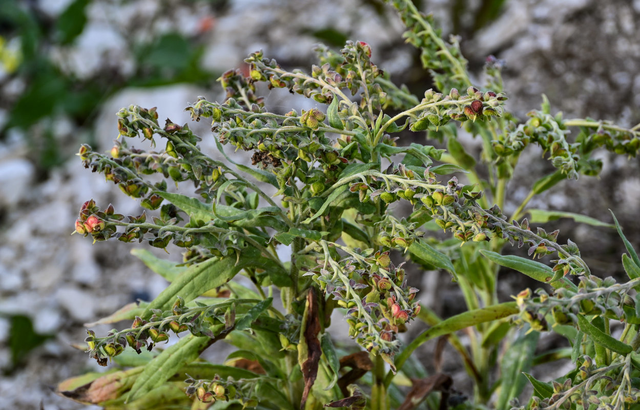 Image of Cynoglossum officinale specimen.