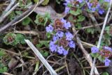 Glechoma hederacea. Верхушки цветущих растений. Московская обл., ГО Серпухов, дер. Вечери, залежь на краю поля. 27.04.2023.