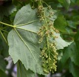 Acer pseudoplatanus