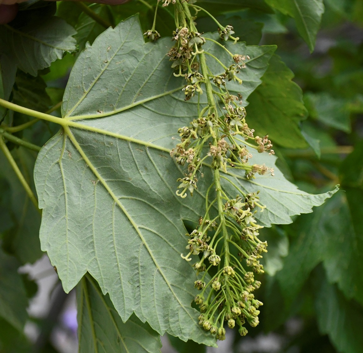 Image of Acer pseudoplatanus specimen.