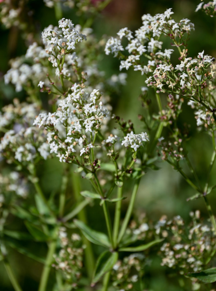 Изображение особи род Galium.