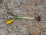 Crocus flavus