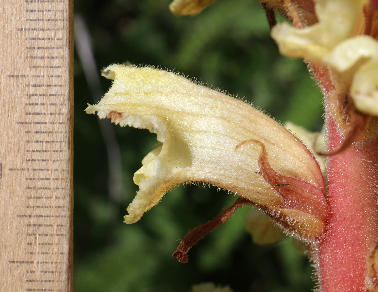 Image of Orobanche alba f. maxima specimen.