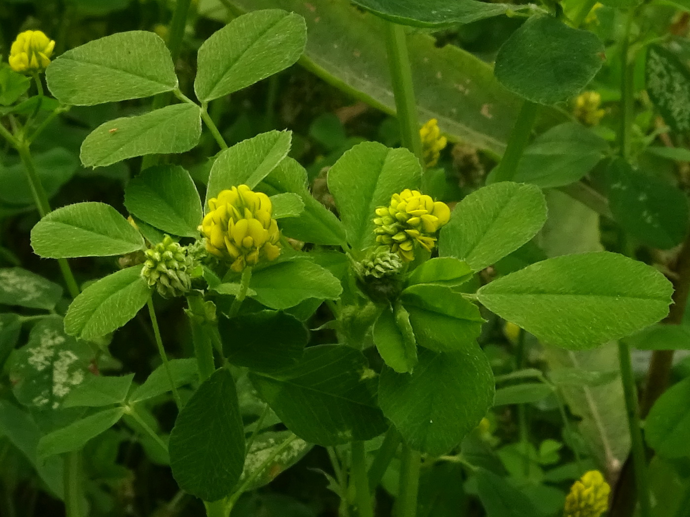 Изображение особи Medicago lupulina.