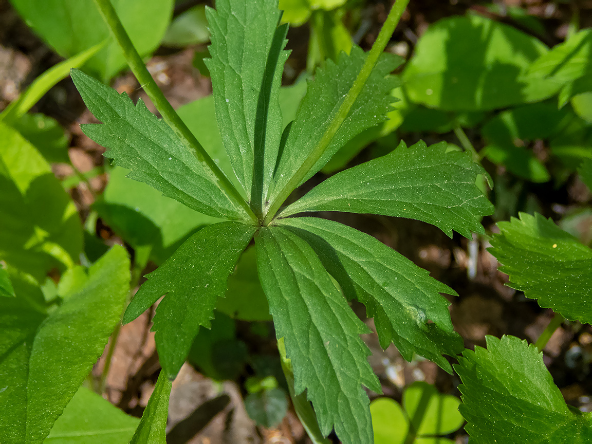 Image of Ranunculus cassubicus specimen.
