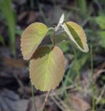 Amelanchier alnifolia. Верхушка молодого растения. Пермский край, г. Пермь, Дзержинский р-н, м-н Акуловский, смешанный лес. 13.05.2023.