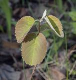 Amelanchier alnifolia